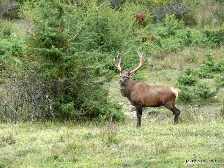 Alla corte di Sua Maest l''Unicorno - (fotoracconto fantasy)